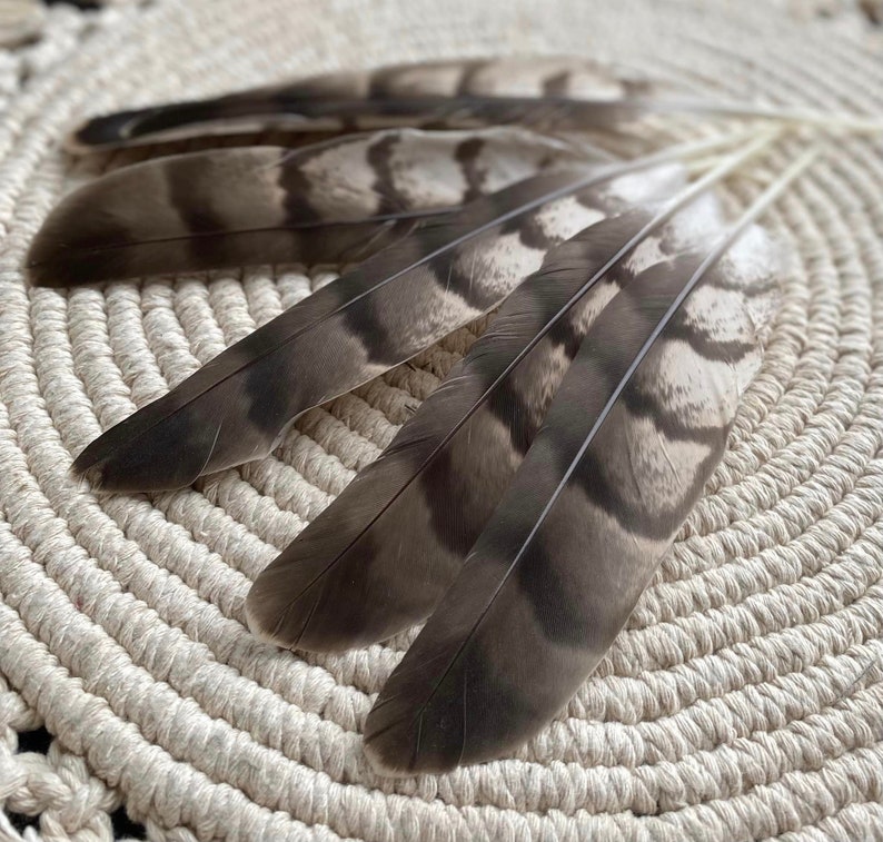 Natural Hawks feather Loose Feathers Ethically Sourced Cruelty free Shamanic Tool set of 2 image 1