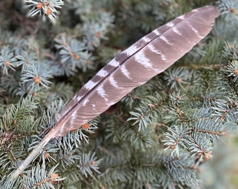 Natural Turkey Feather Loose Feather Ethically sourced Smudging Feather Spiritual Feather Shamanic Tool eco friendly