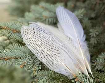 Silver Pheasant Feathers Loose Feathers Ethically Sourced Cruelty free undyed real feathers Shamanic Tool eco friendly set of 3 feathers