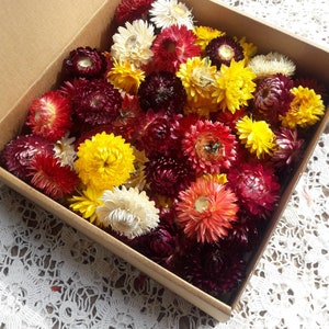 100 Organic Mixed Color Dried Flowers Straw Flower Wedding Decor Set of 100 Pieces