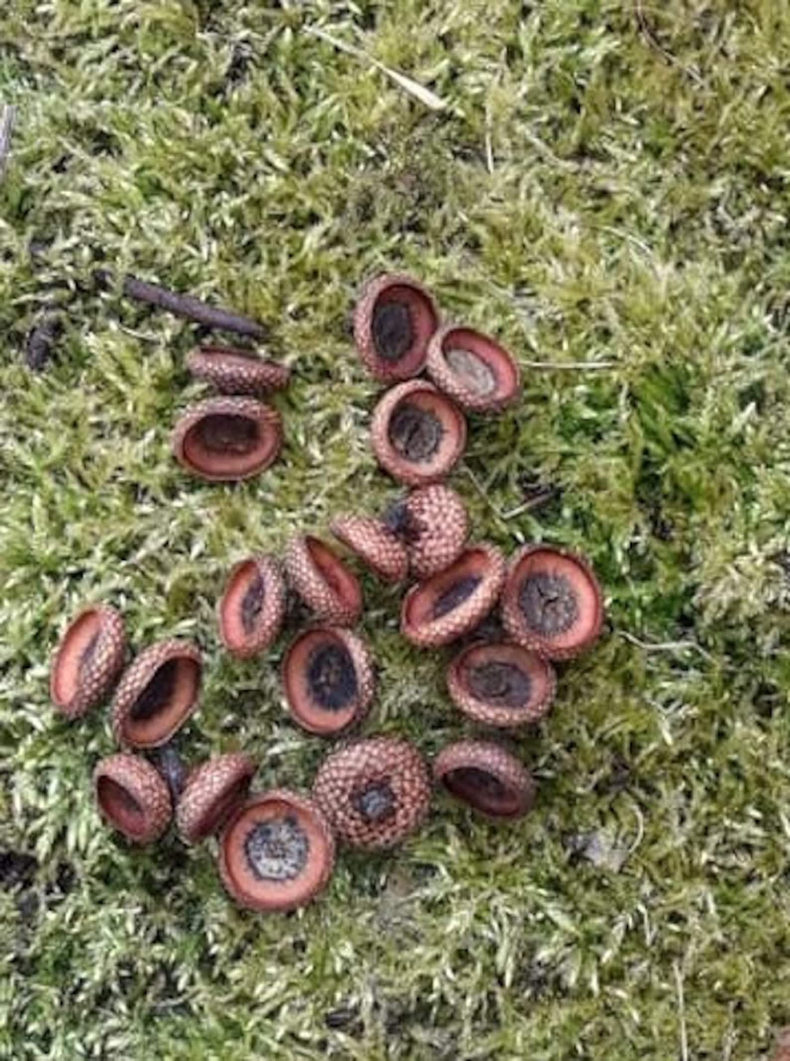 Natural Red Oak Acorn Caps: DIY Craft & Wedding Decor (set of 60) - Etsy