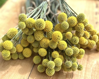 10 Stems Natural Dried Craspedia bundle Small Yellow Flowers Billy Balls Drumstick Flower