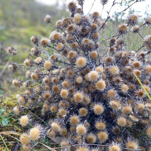 Dried Wild Flower Heads: Natural Organic Florist Craft Supply Set
