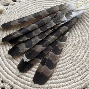 Natural Hawks feather Loose Feathers Ethically Sourced Cruelty free Shamanic Tool set of 2