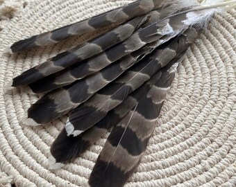 Lot de 2 plumes de faucon naturelles, plumes lâches d'origine éthique, sans cruauté, chamanique