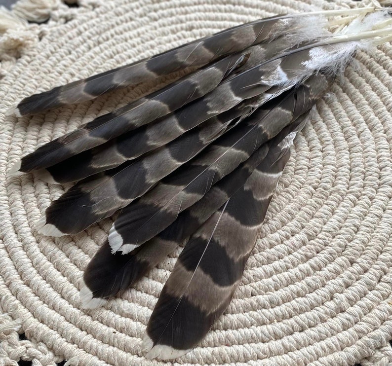 Natural Hawks feather Loose Feathers Ethically Sourced Cruelty free Shamanic Tool set of 2