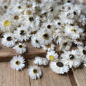 30 Stück Getrocknete Weisse Blumen Helipterum Acrocyclinium