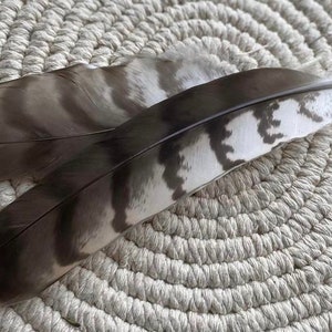 Natural Hawks feather Loose Feathers Ethically Sourced Cruelty free Shamanic Tool set of 2 image 2