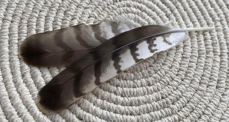 Natural Hawks feather Loose Feathers Ethically Sourced Cruelty free Shamanic Tool set of 2 image 2