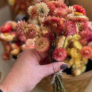 Dried Flowers bouquet peach pink strawflowers bunch set of 10