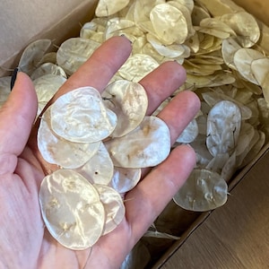 Puede incluir: Una mano sosteniendo una colección de vainas de semillas de Lunaria annua secas, translúcidas y de forma ovalada, también conocidas como plantas de plata. Las vainas son de un color pálido y nacarado y se exhiben en una caja de cartón.
