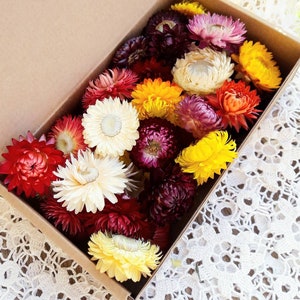 40 Organic Dried Multicolor Strawflowers Weddings decor Dried Flower Confetti florist supply DIY supply set of 40