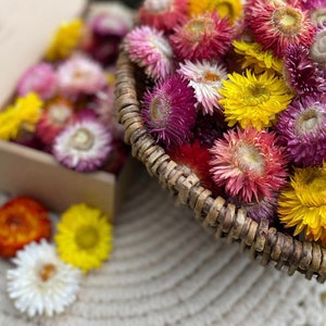 30 Multicolor Dried Flowers Strawflower Heads wedding DIY,  DIY Soap Making ,DIY Candle Making, Dried flower for craft