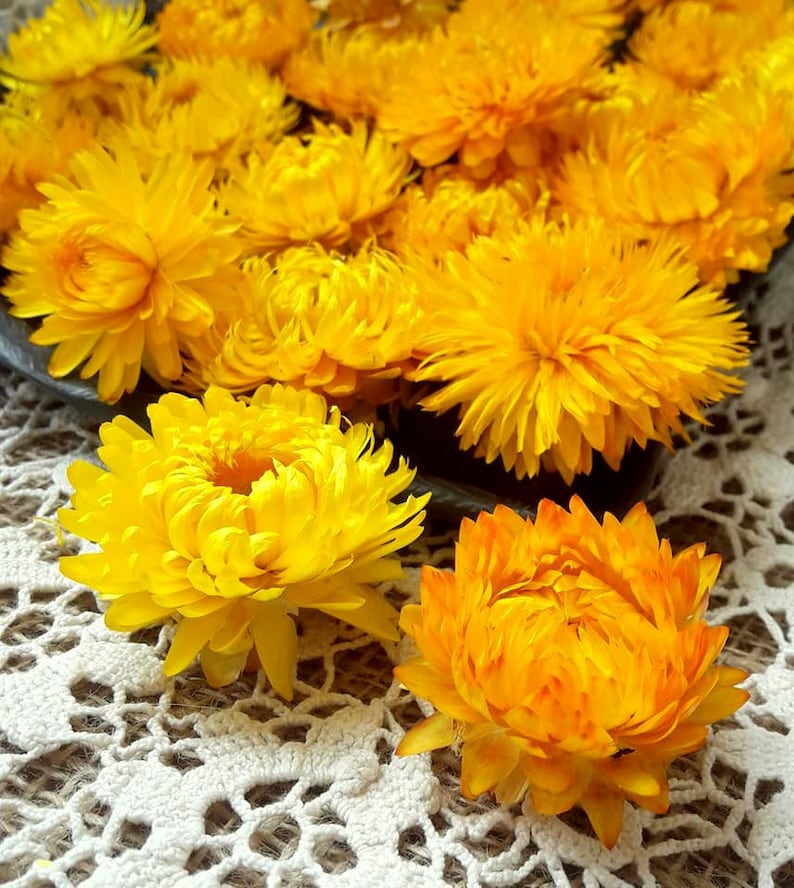 30 Organic Dried Flowers Yellow Strawflowers florist supply Etsy