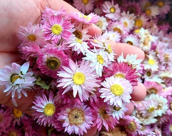 100 Stück Getrocknete Helipterum Acrocyclium Pink Blumen