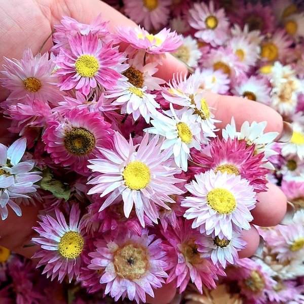 100 Stück Getrocknete Helipterum Acrocyclium Pink Blumen