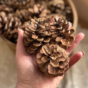 May include: Close-up of several brown pine cones, with a few held in a hand. The pine cones have a textured, layered appearance. A wooden bowl filled with more pine cones is in the background. The cones are a natural decorative element.