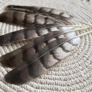 Natural Hawks feather Loose Feathers Ethically Sourced Cruelty free Shamanic Tool set of 2 image 4