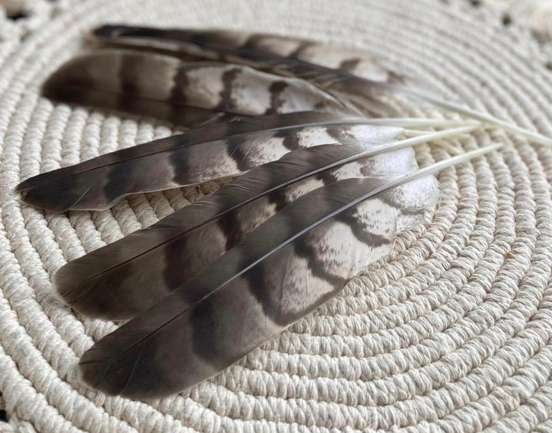 Natural Hawks feather Loose Feathers Ethically Sourced Cruelty free Shamanic Tool set of 2 image 4