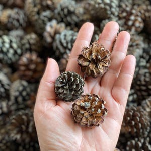Mountain Pine Cones suitable for creating modeling wreaths garlands floral compositions for Wedding Holidays DIY Set of 30