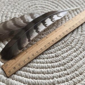 Natural Hawks feather Loose Feathers Ethically Sourced Cruelty free Shamanic Tool set of 2 image 3