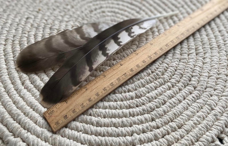 Natural Hawks feather Loose Feathers Ethically Sourced Cruelty free Shamanic Tool set of 2 zdjęcie 3