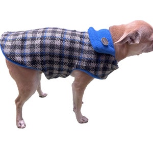 May include: A small dog wearing a blue and black plaid dog coat with a blue collar and a silver button.