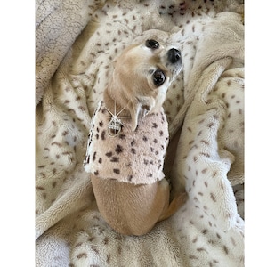 Op de afbeelding: Een kleine, lichtbruine chihuahua met een bruin en wit luipaardprint hondentuig met een strass-bedel. De hond zit op een wit en bruin gepatroneerd deken.
