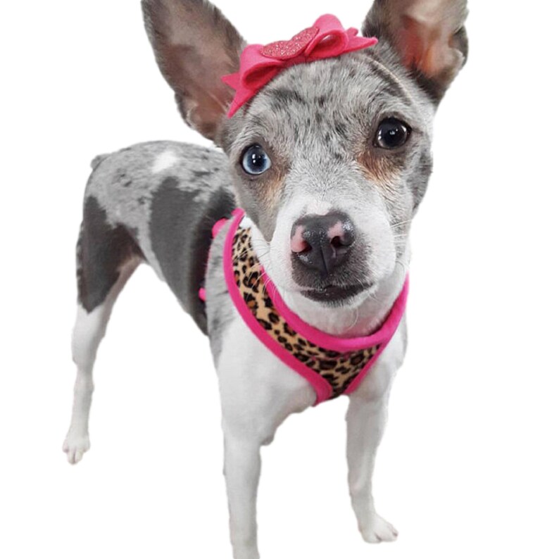 Custom Embroidered DOG Harness Girl Pink Luxury Dog Harness Etsy