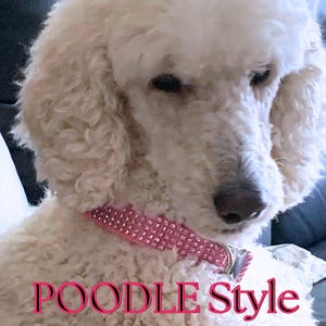 1.5" Large Dog Collars, XXS - XXL Giant Dog Collar Girl, Pink Dog