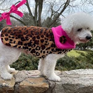 May include: A white dog wearing a leopard print fleece dog coat with a pink collar and a pink button. The dog is standing on a stone wall.