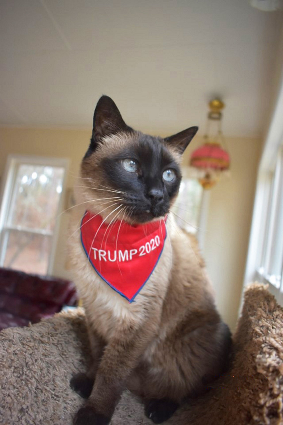 TRUMP 2020 or TRUMP 2024 Red Dog Cat BANDANA Made with | Etsy