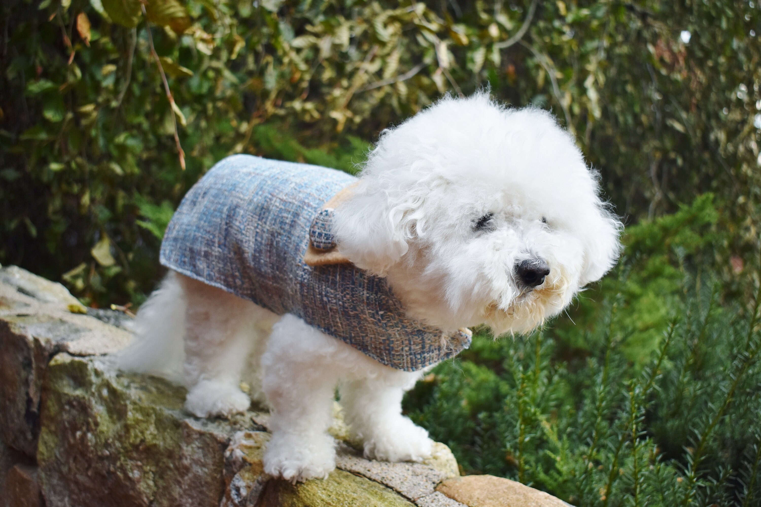 Handmade Dog Coat Blue Dog Coat Winter Dog Coat in Standard Etsy