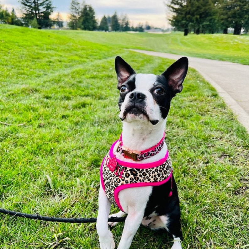 Custom Embroidered DOG Harness Girl Pink Luxury Dog Harness Etsy