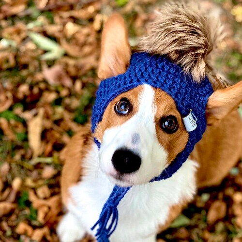 corgi in hat