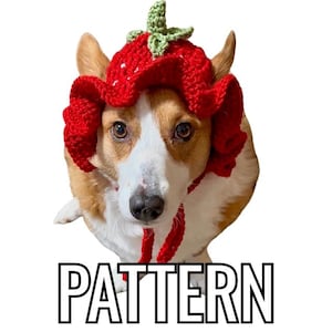 Op de afbeelding: Een corgi-hond die een rode, gebreide aardbeienhoed met groene bladeren draagt.