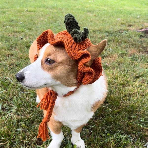 Pumpkin Bucket Beanie - Pumpkin Hat - Pumpkin Bucket Hat - Dog Beanie - Pupper Beanies - Gifts for Dog Lovers - Pet Hats - Dog Hats
