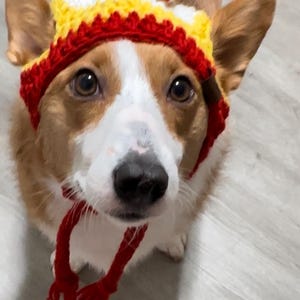 K&ouml;nnte beinhalten: Ein Corgi-Hund tr&auml;gt eine rot-gelb-wei&szlig;e Strickm&uuml;tze mit Bommel. Der Hund schaut direkt in die Kamera.