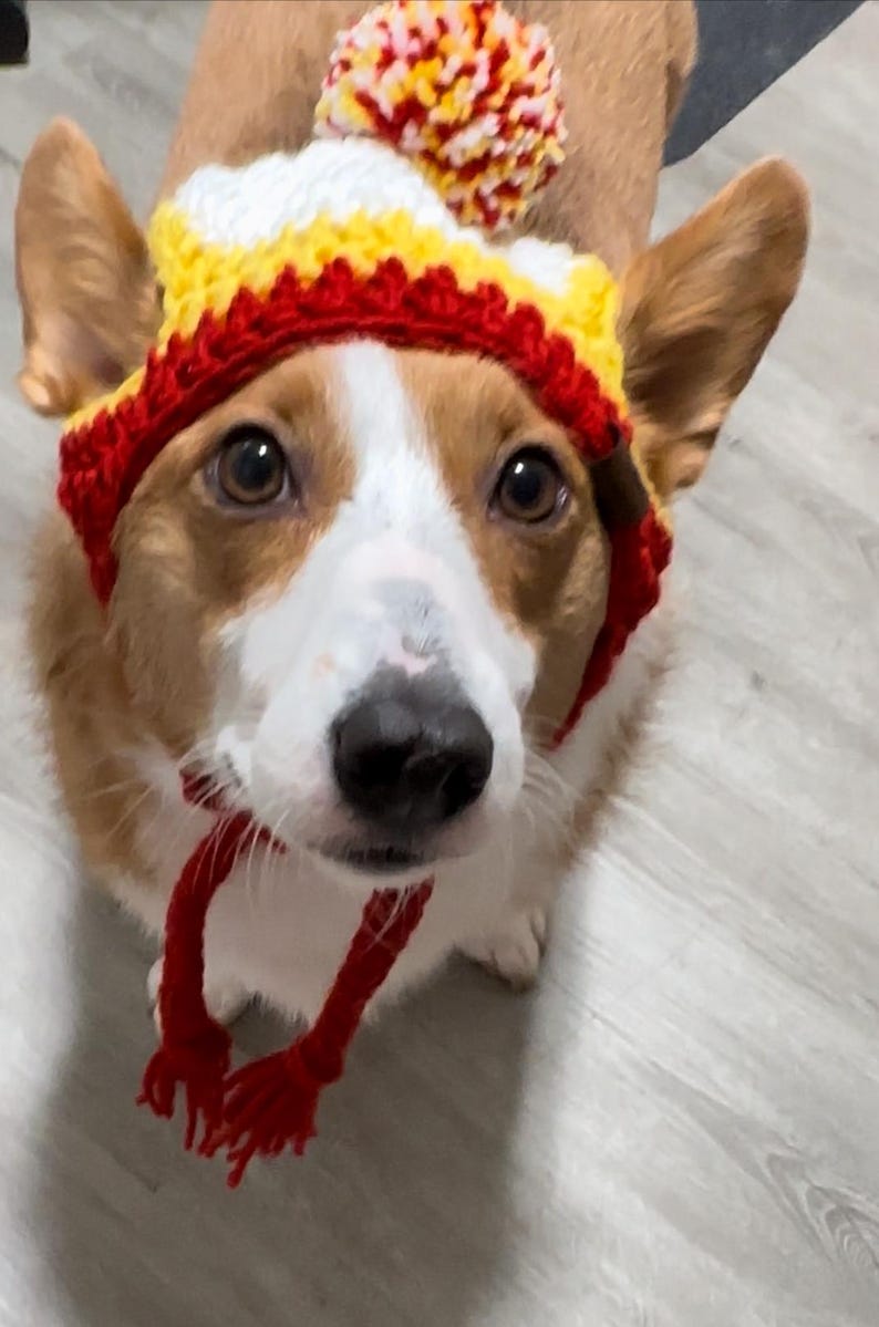 K&ouml;nnte beinhalten: Ein Corgi-Hund tr&auml;gt eine rot-gelb-wei&szlig;e Strickm&uuml;tze mit Bommel. Der Hund schaut direkt in die Kamera.