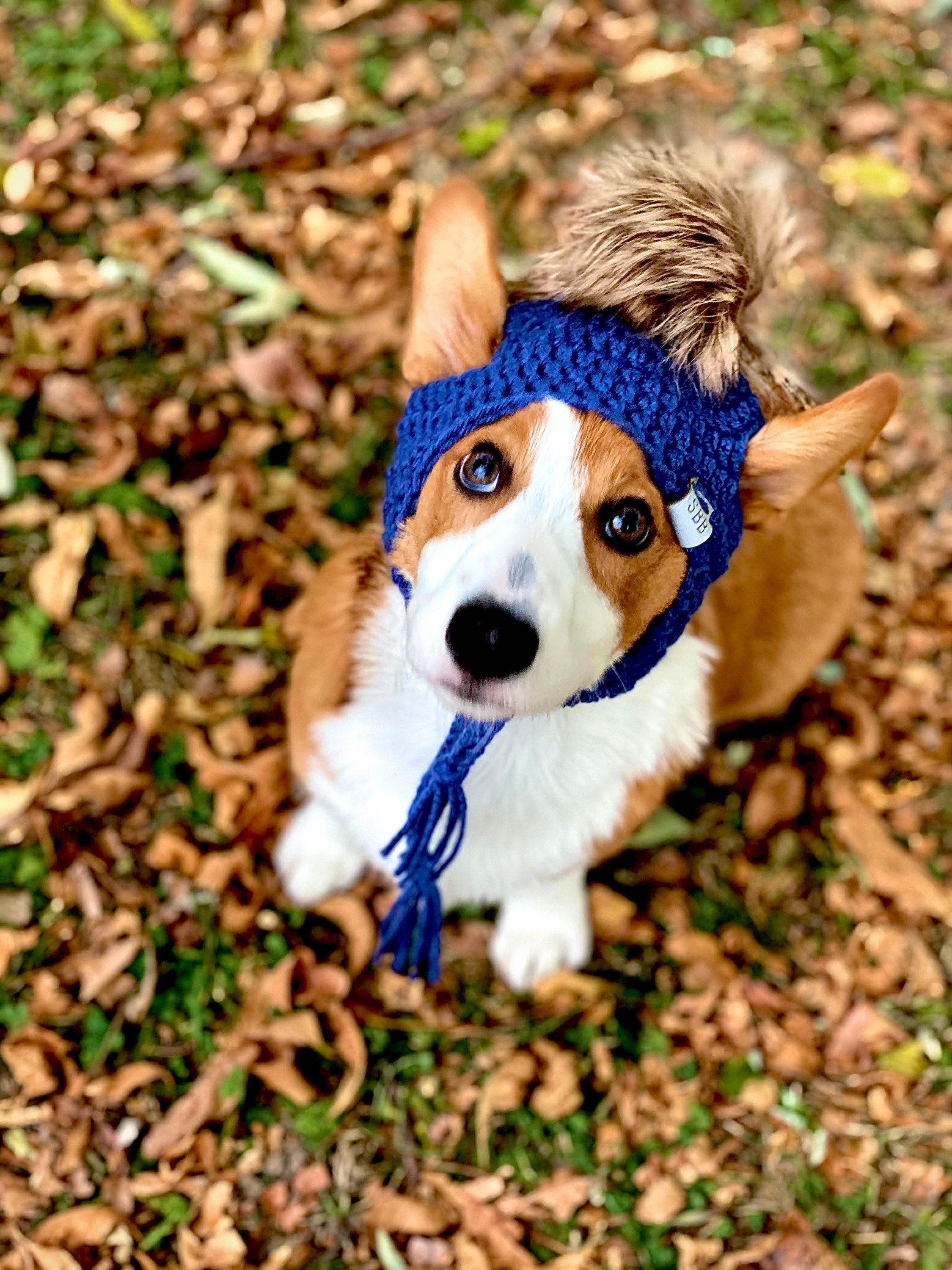 Corgi cap clearance