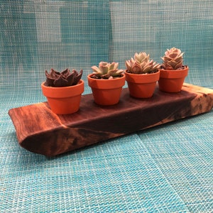 Live Edge Walnut Succulent Planter: Reclaimed Wood Plant Tray
