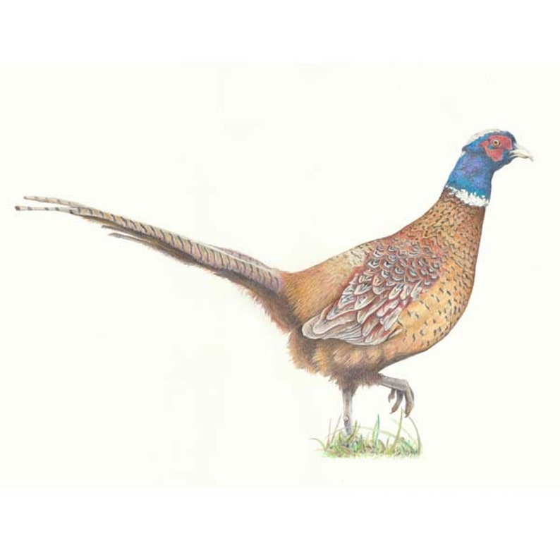 Beautiful Realistic Pheasant Drawing Wildlife Art Scottish Wildlife Drawing Illustration Pencil Lifepharmafze Com