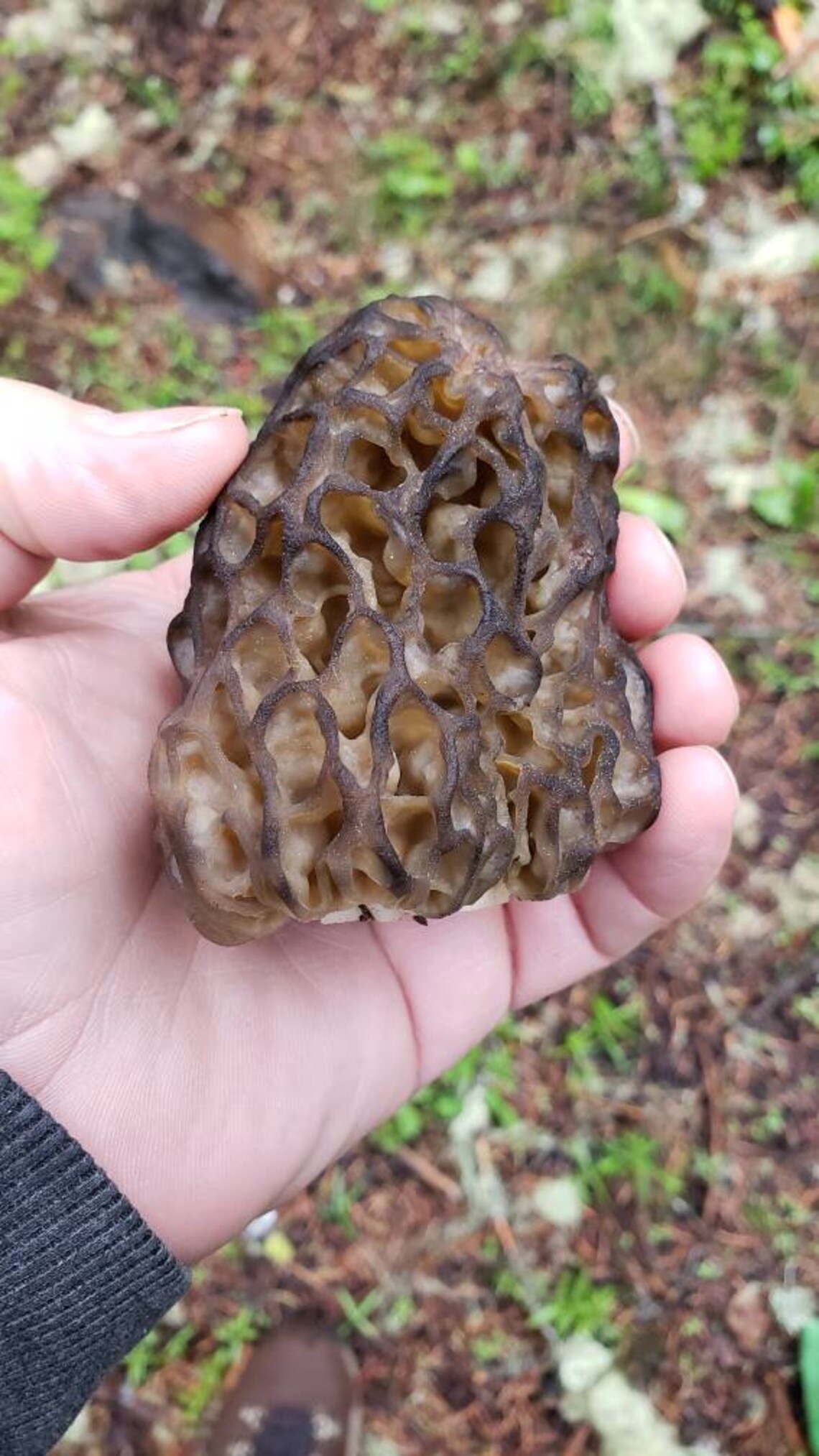 1 ounce premium dried morel mushrooms. Southern Oregon 2021. Etsy
