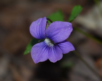 Purple Flower Photo Digital Download