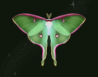 Luna Moth Print | Insect art | Wildlife art | Animal painting