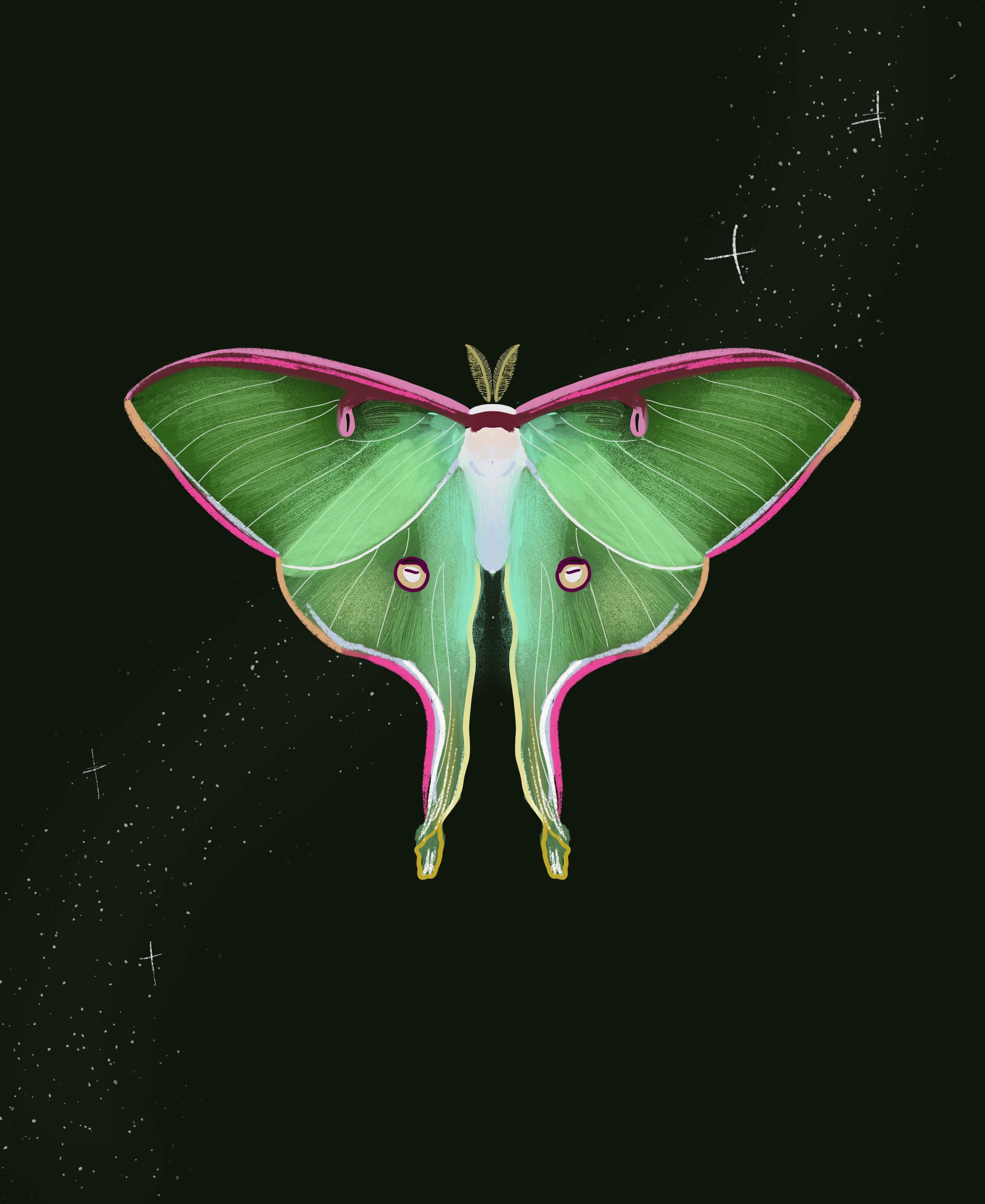 Luna Moth Print | Insect Art | Wildlife Art | Animal Painting - Etsy Canada