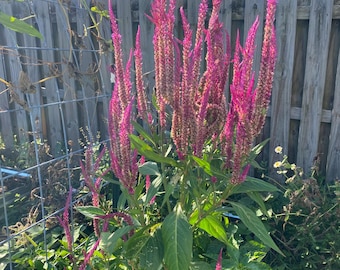 Semillas de Celosia Magenta