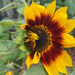 Tiger’s Eye Sunflower Mix