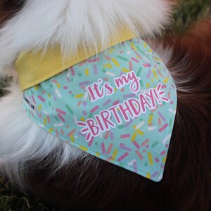 Puede incluir: Un perro con un pañuelo turquesa con confeti colorido y el texto "It's my BIRTHDAY!". El pañuelo tiene un cuello amarillo. El fondo es hierba y el pelaje del perro es marrón y blanco.