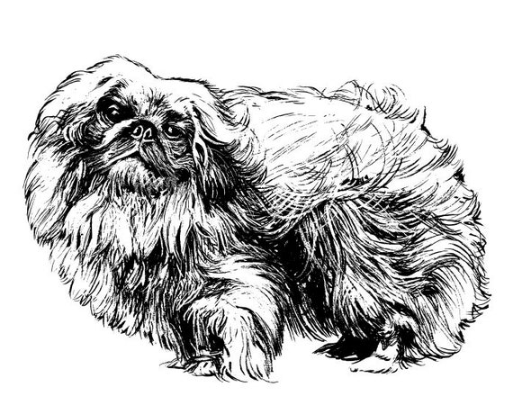 Pekingese Svg Dog Breed Pedigree Puppy Dog Animal Pet Logo | Etsy